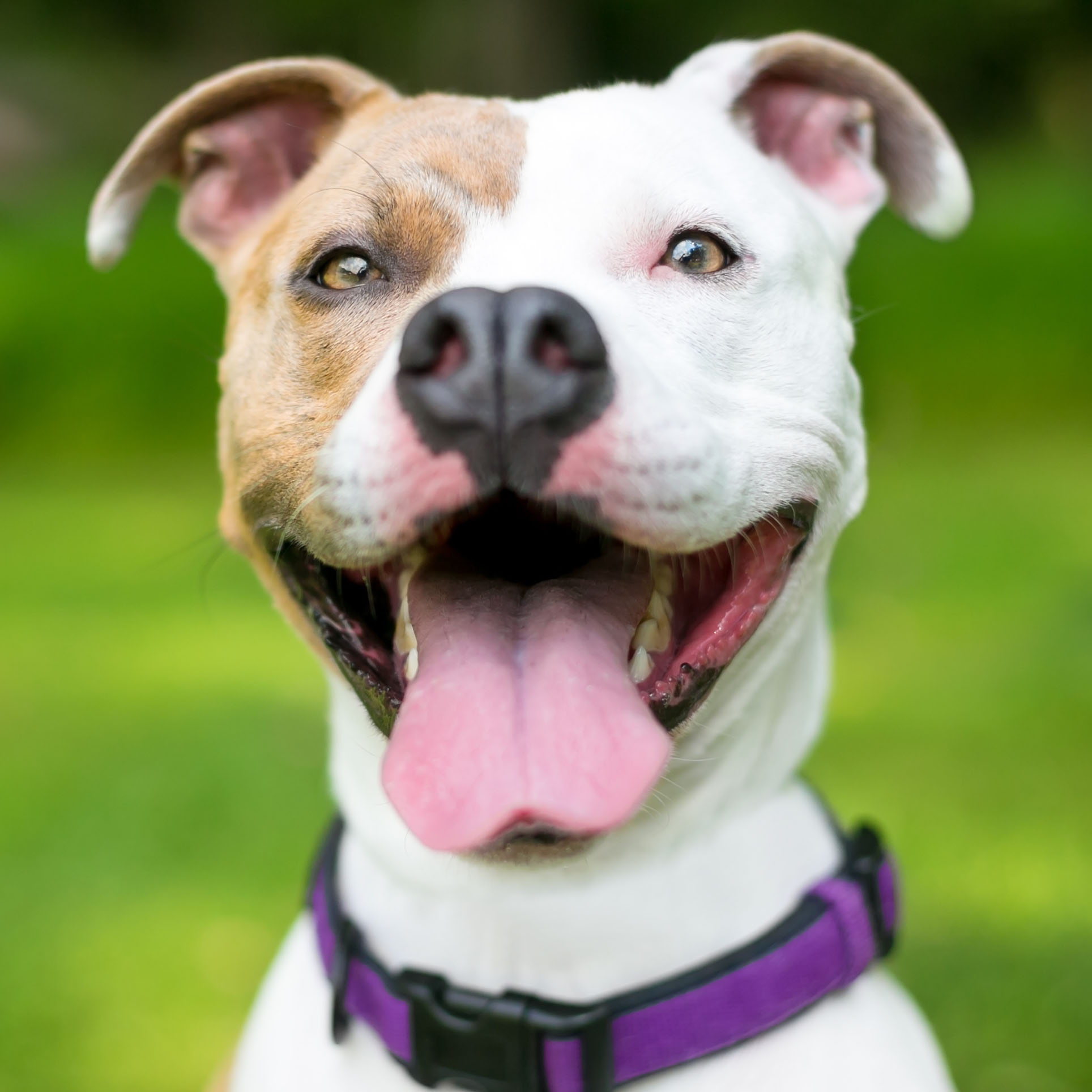 dog with white and brown spots